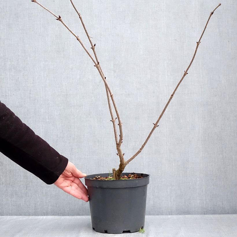Sambucus nigra Blue Sheen - Elder 4L/5L pot sample as delivered in winter