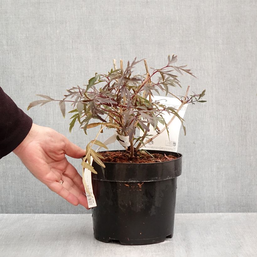 Sambucus nigra Cherry Lace - Black Elder 3L/4L pot sample as delivered in autumn