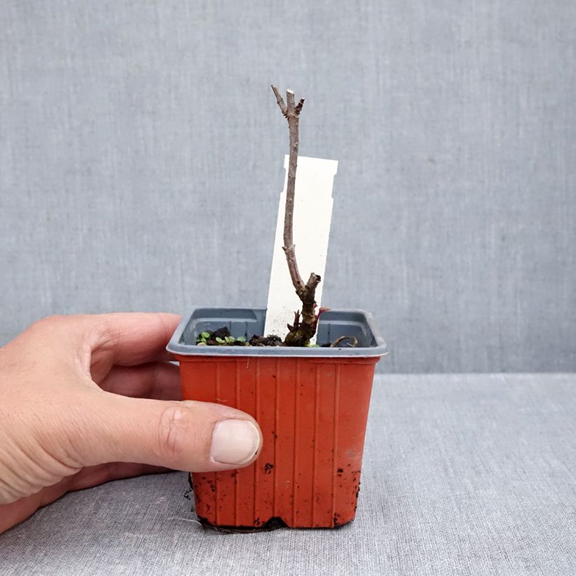 Sambucus nigra Golden Spark 8/9 cm pot sample as delivered in autumn