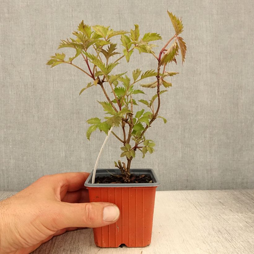 Sambucus nigra Golden Spark 8/9 cm pot sample as delivered in spring