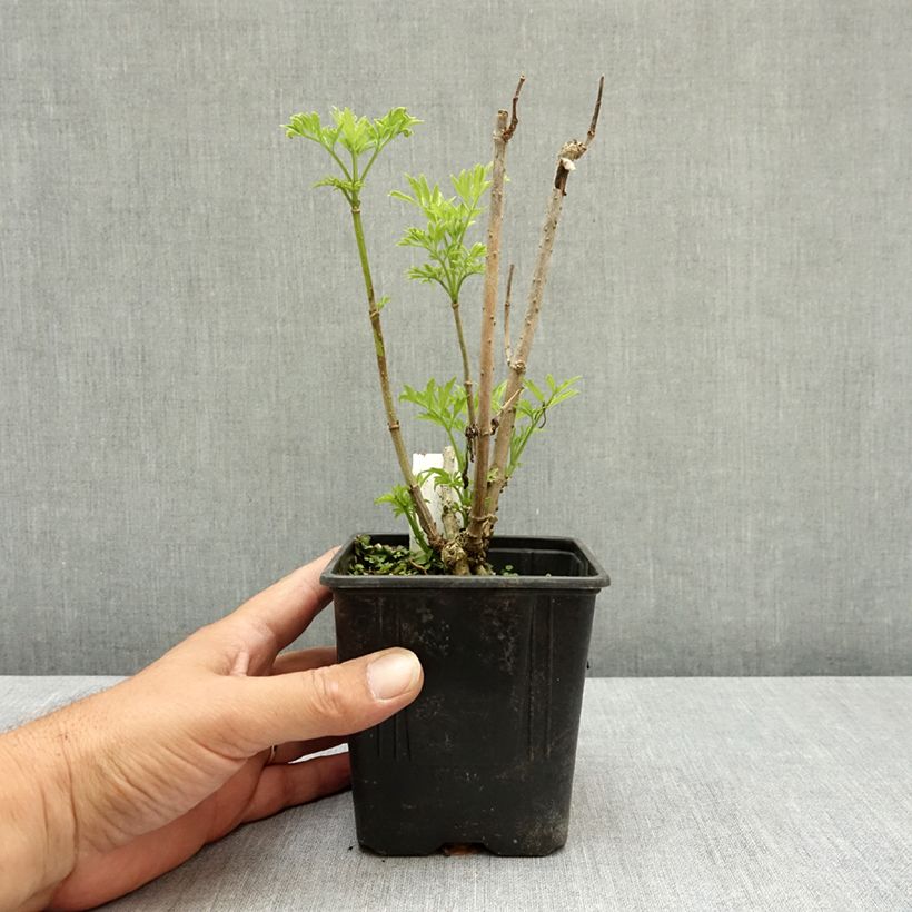 Sambucus nigra Golden Tower - Black Elder 12cm pot sample as delivered in summer