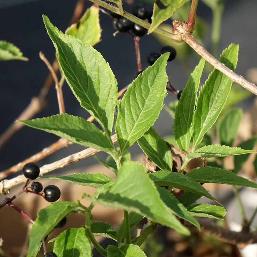 Sambucus nigra Korsor (Foliage)