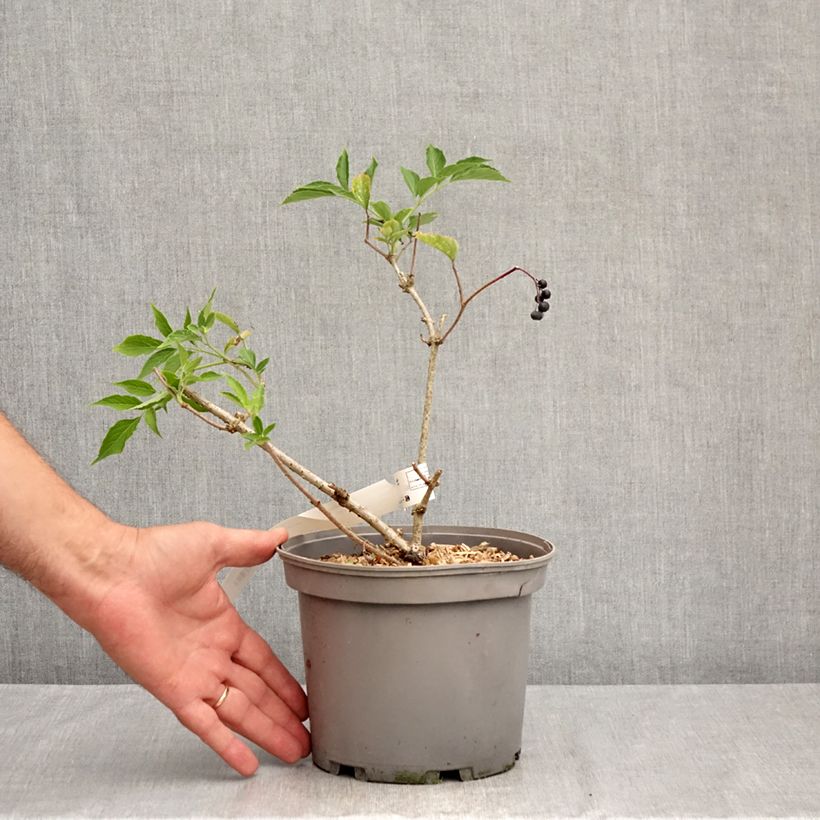 Sambucus nigra Korsor 3L/4L pot, Clump sample as delivered in summer