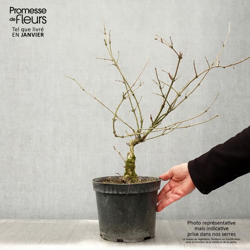 Sambucus nigra Linearis - Black Elder 3L/4L pot sample as delivered in winter