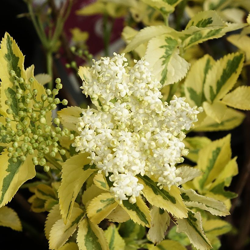 Sambucus nigra Madonna - Black Elder (Flowering)