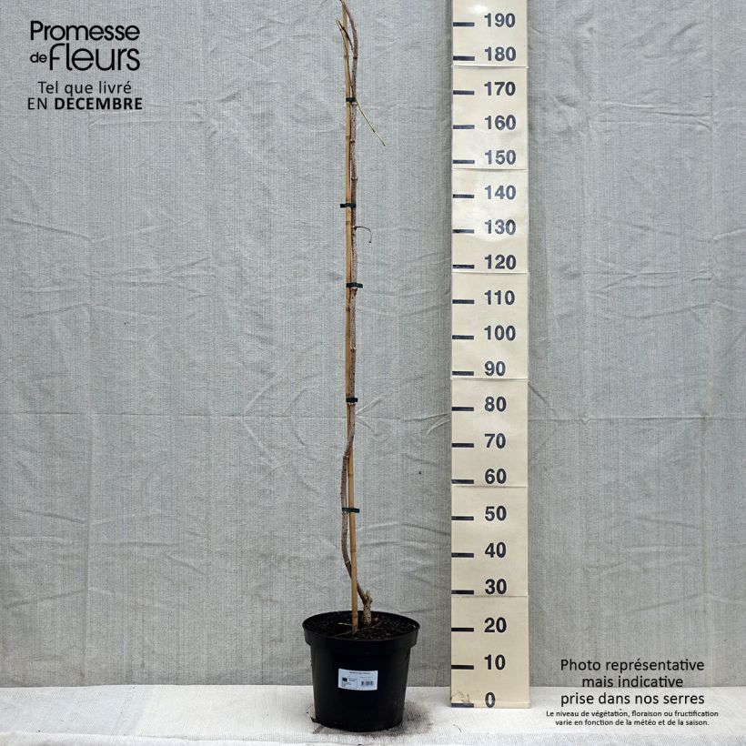 Sambucus nigra Pendula - Sambucus nigra Monstrosa - Elder 7.5L/10L pot sample as delivered in winter