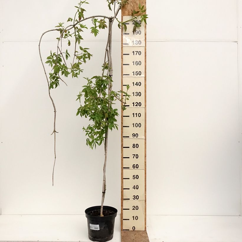 Sambucus nigra Pendula - Sambucus nigra Monstrosa - Elder 7.5L/10L pot sample as delivered in spring