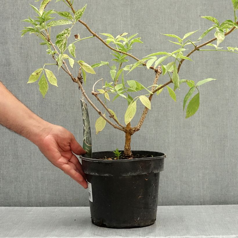 Sambucus nigra Pulverulenta - Black Elder 3L/4L pot sample as delivered in summer