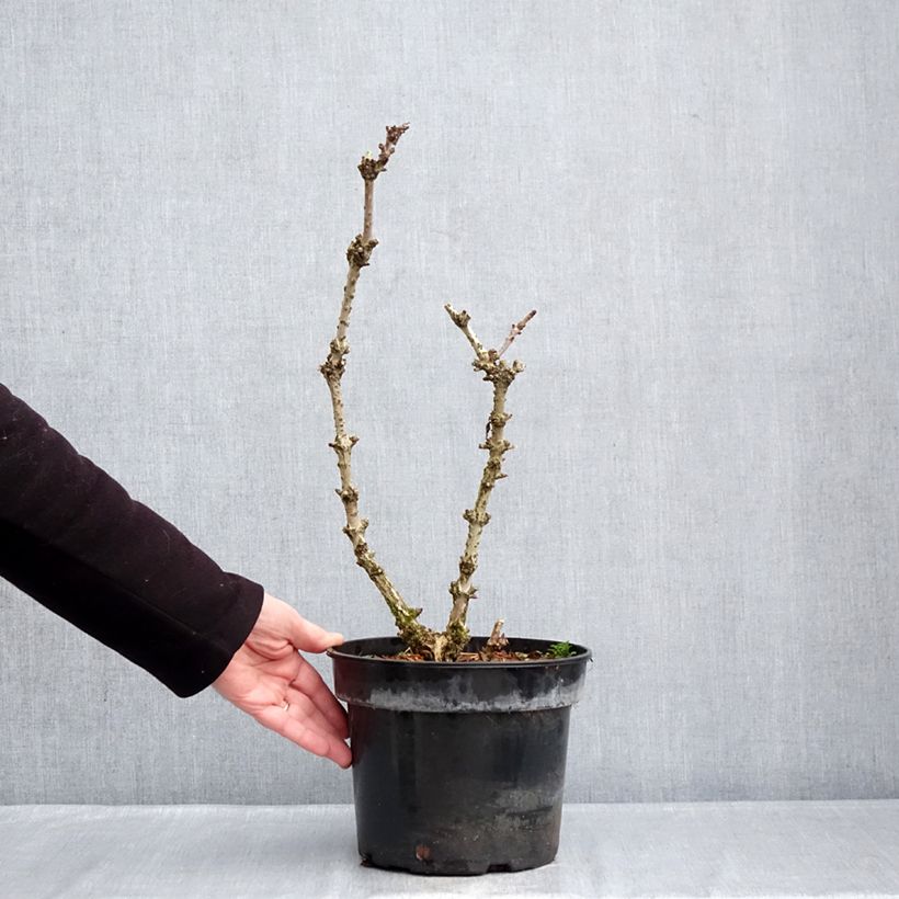Sambucus nigra Pyramidalis - Elder 4L/5L pot sample as delivered in winter