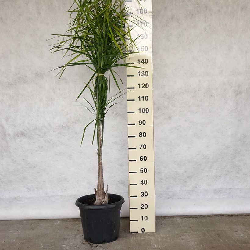 Syagrus romanzoffiana - Queen Palm 20L/25L pot sample as delivered in spring