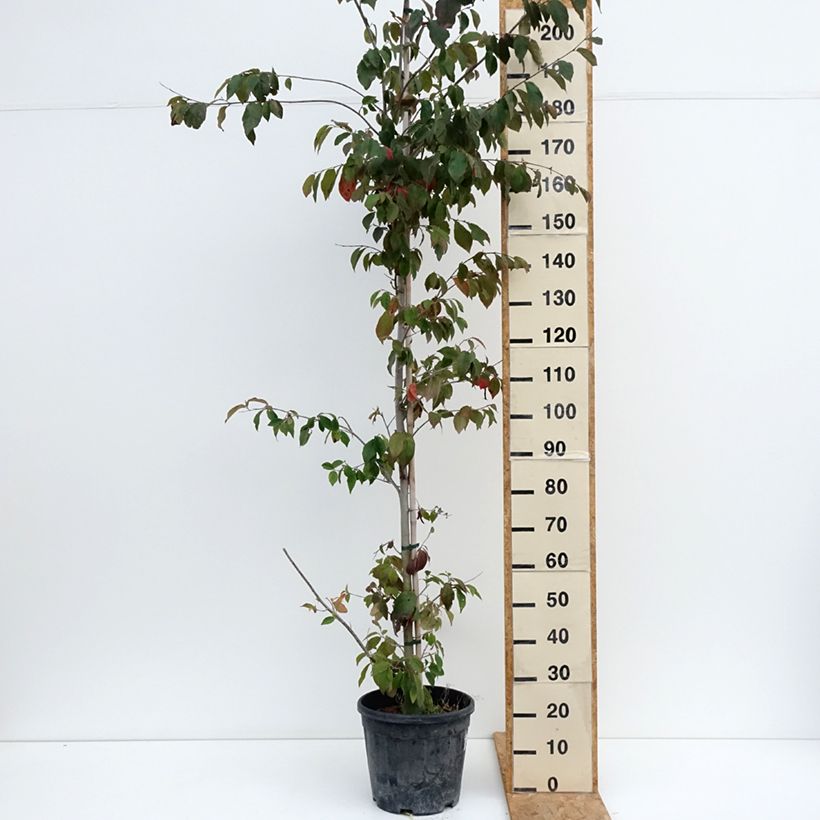 Sycoparrotia semidecidua Autunno Rosso 7.5L/10L pot sample as delivered in summer