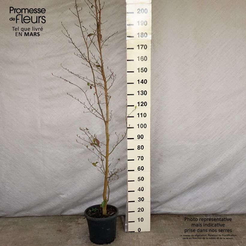 Sycoparrotia semidecidua Autunno Rosso 7.5L/10L pot sample as delivered in spring