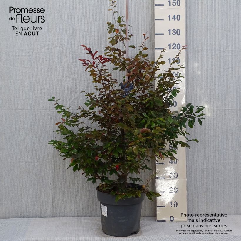 Sycoparrotia semidecidua Purple Haze 7.5L/10L pot sample as delivered in summer