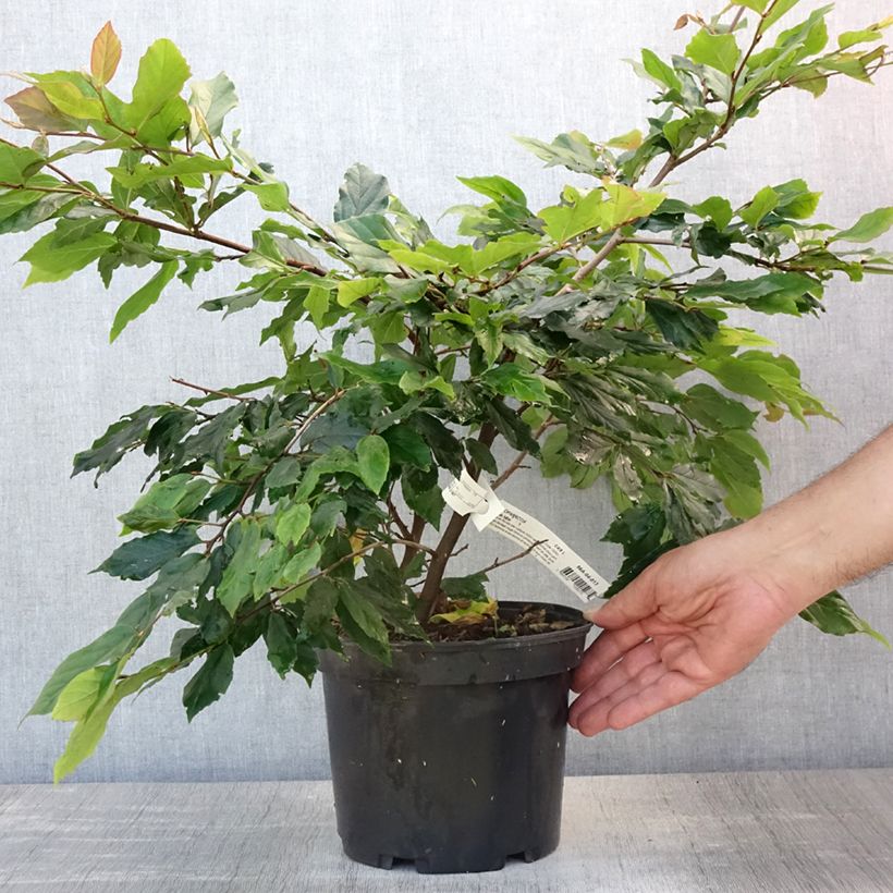 Sycoparrotia semidecidua Purple Haze 3L/4L pot sample as delivered in summer