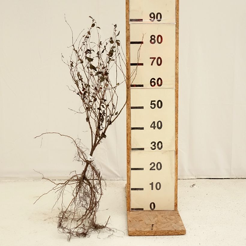 Symphorycarpos albus Bare root sample as delivered in winter