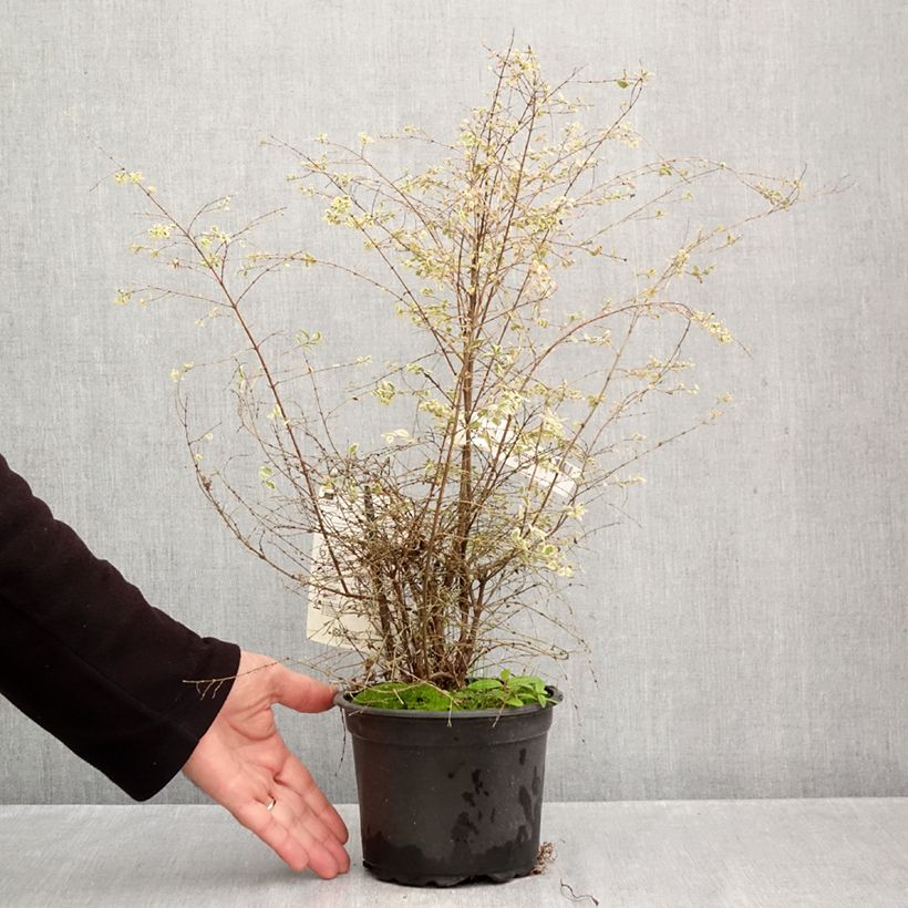 Symphorycarpos chenaultii Fiesta Berry 2L/3L pot sample as delivered in autumn