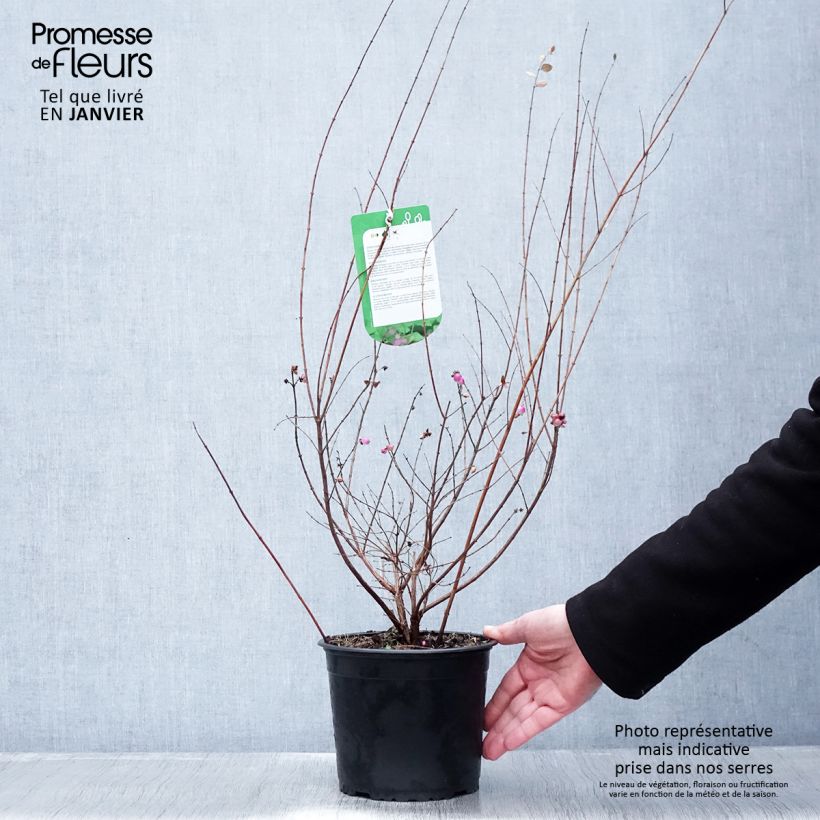 Symphorycarpos doorenbosii Magic Berry 2L/3L pot sample as delivered in winter