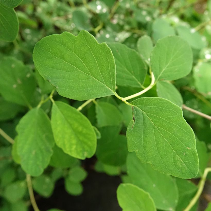 Symphoricarpos doorenboosii White Hedge (Foliage)