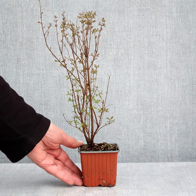 Symphorycarpos x doorenboosii Magical Berry Christmas -  Doorenbos coralberry 8/9 cm pot sample as delivered in spring