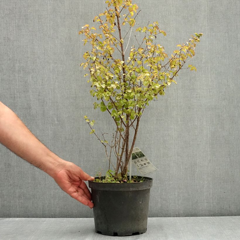 Symphoricarpos orbiculatus Symphony Rock 4L/5L pot sample as delivered in summer