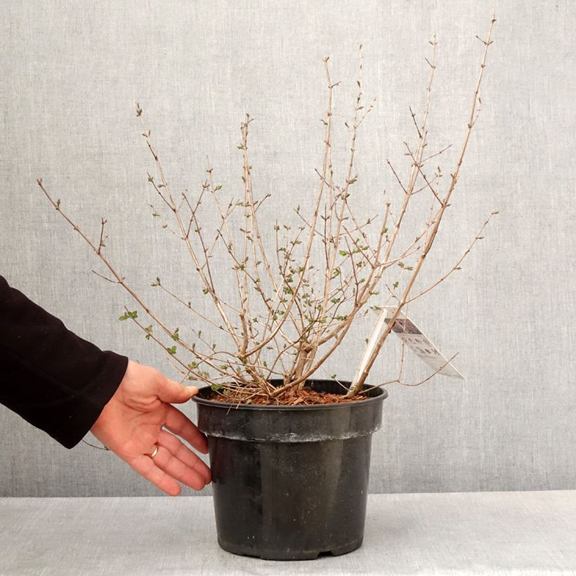 Symphoricarpos orbiculatus Symphony Rumble 6L/7L pot sample as delivered in spring