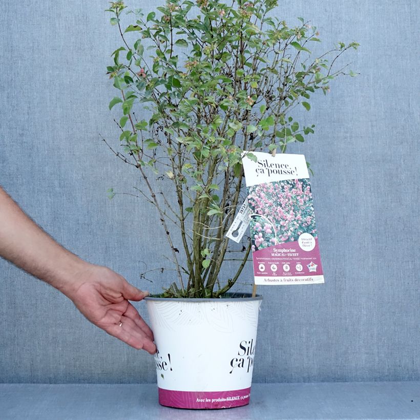Symphoricarpos doorenbosii Magical Sweet 4L/5L pot sample as delivered in summer