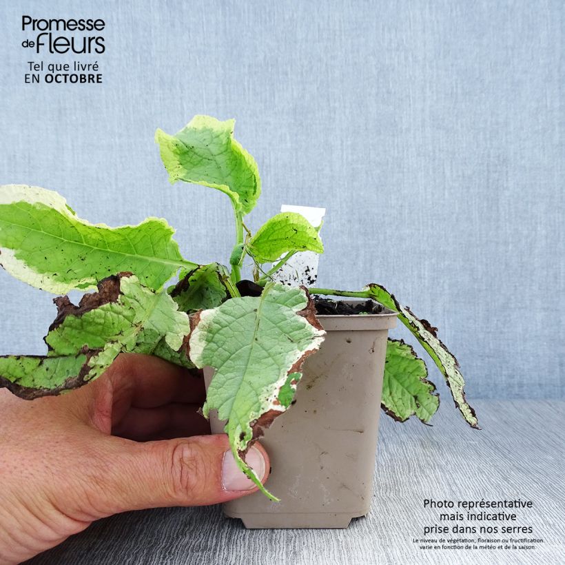 Symphytum Goldsmith - Comfrey 8/9 cm pot sample as delivered in autumn