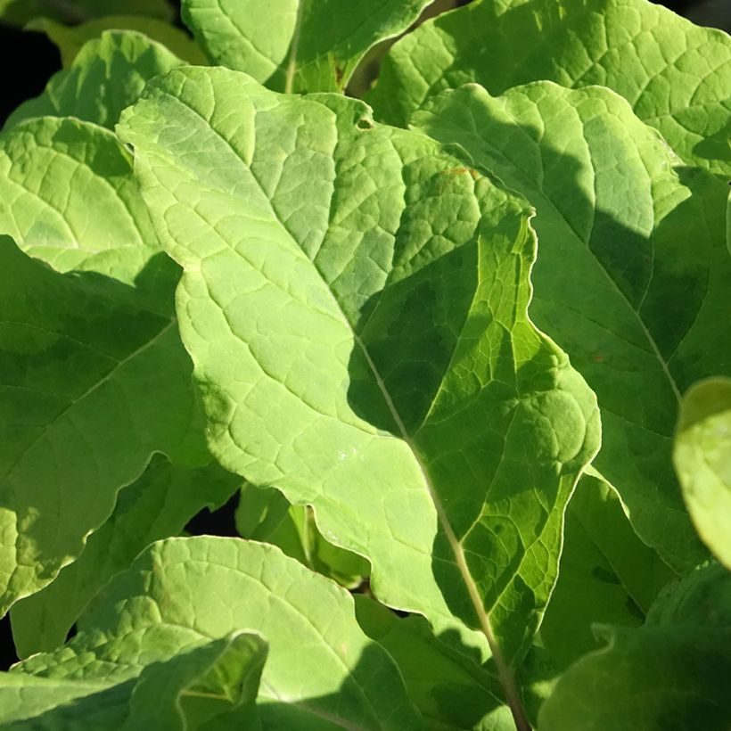 Syringa emodi aureovariegata - Himalayan lilac (Foliage)