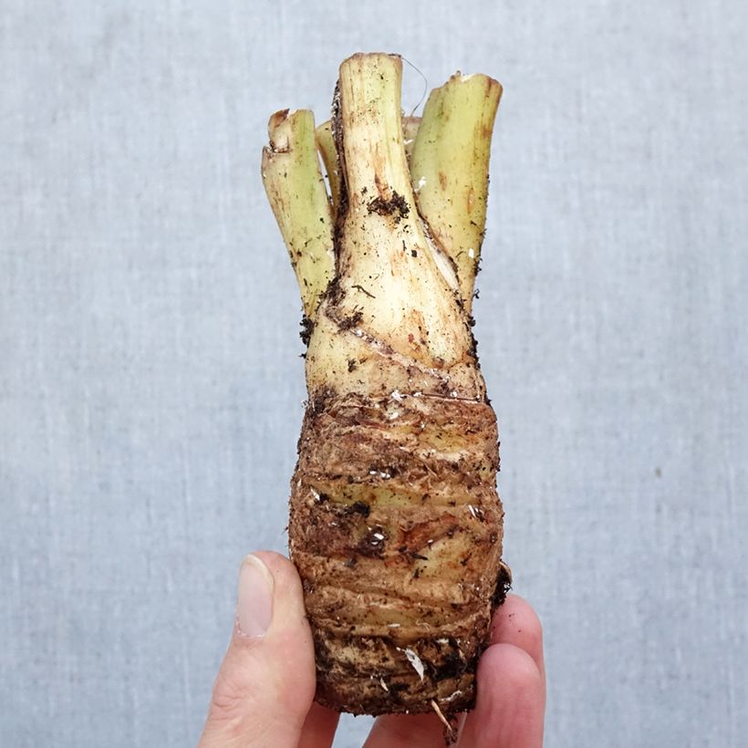 Tacca integrifolia Nivea Bulb size I sample as delivered in spring