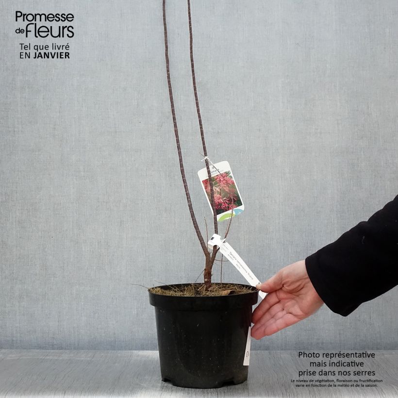 Tamarix ramosissima Rubra 3L/4L pot sample as delivered in winter