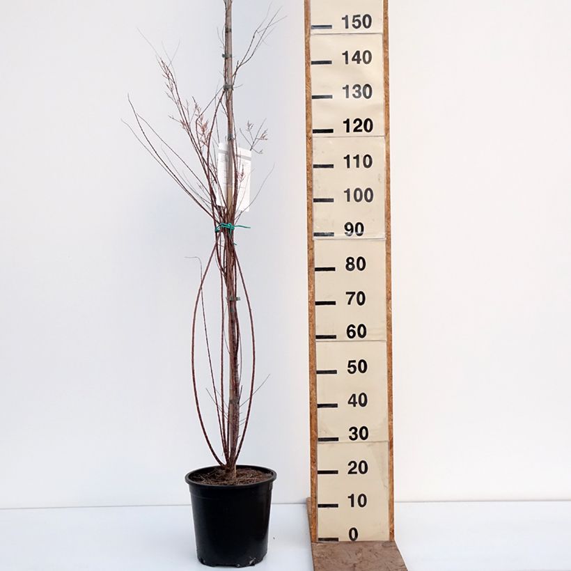 Tamarix ramosissima Pink Cascade 7.5L/10L pot sample as delivered in winter