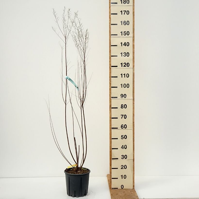 Tamarix tetrandra 4L/5L pot sample as delivered in autumn