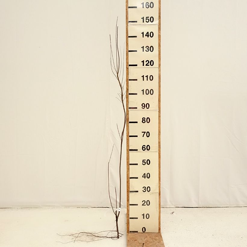 Tamarix tetrandra Bare root sample as delivered in winter