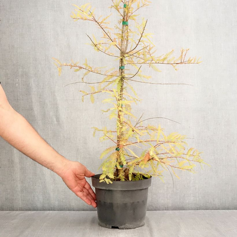 Taxodium distichum - Swamp cypress 3L/4L pot sample as delivered in autumn