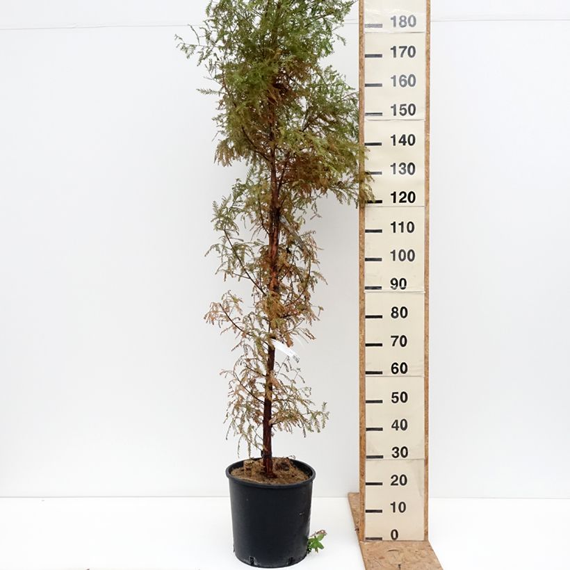 Taxodium distichum - Swamp cypress 7.5L/10L pot sample as delivered in autumn
