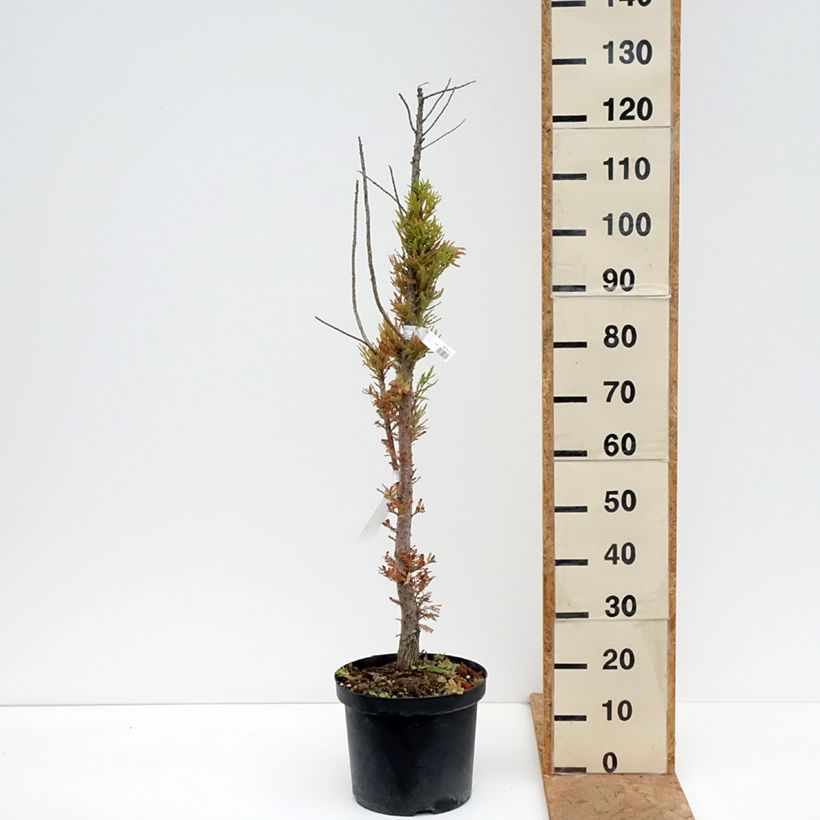 Taxodium distichum Pevé Minaret - Swamp cypress 6L/7L pot sample as delivered in autumn
