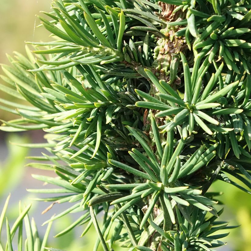 Taxus baccata Cristata - Yew (Foliage)
