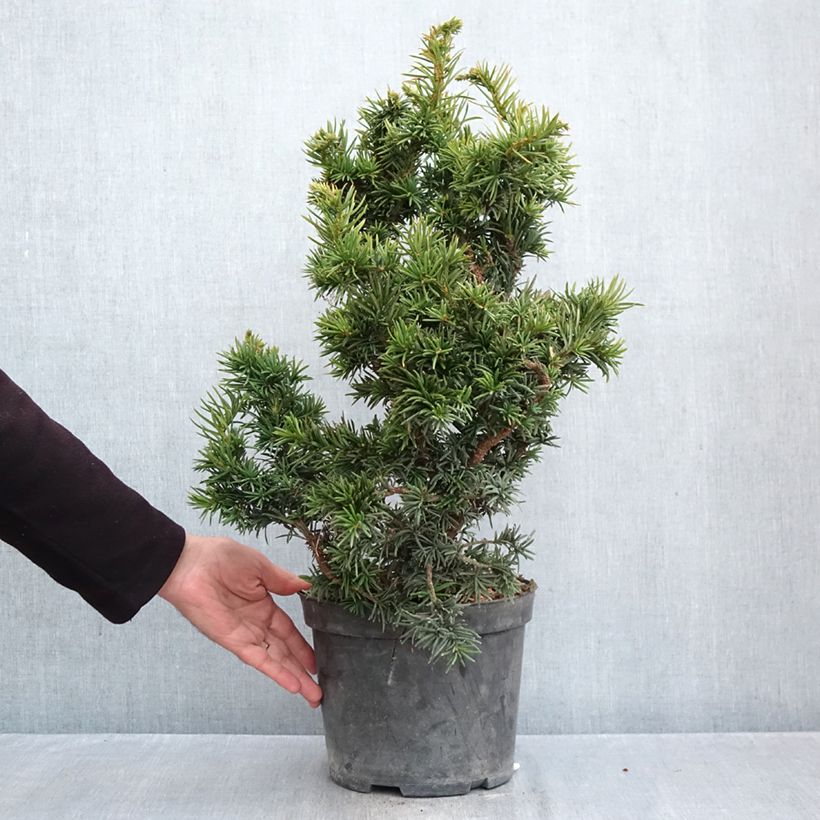 Taxus baccata Cristata - Yew 4L/5L pot sample as delivered in autumn