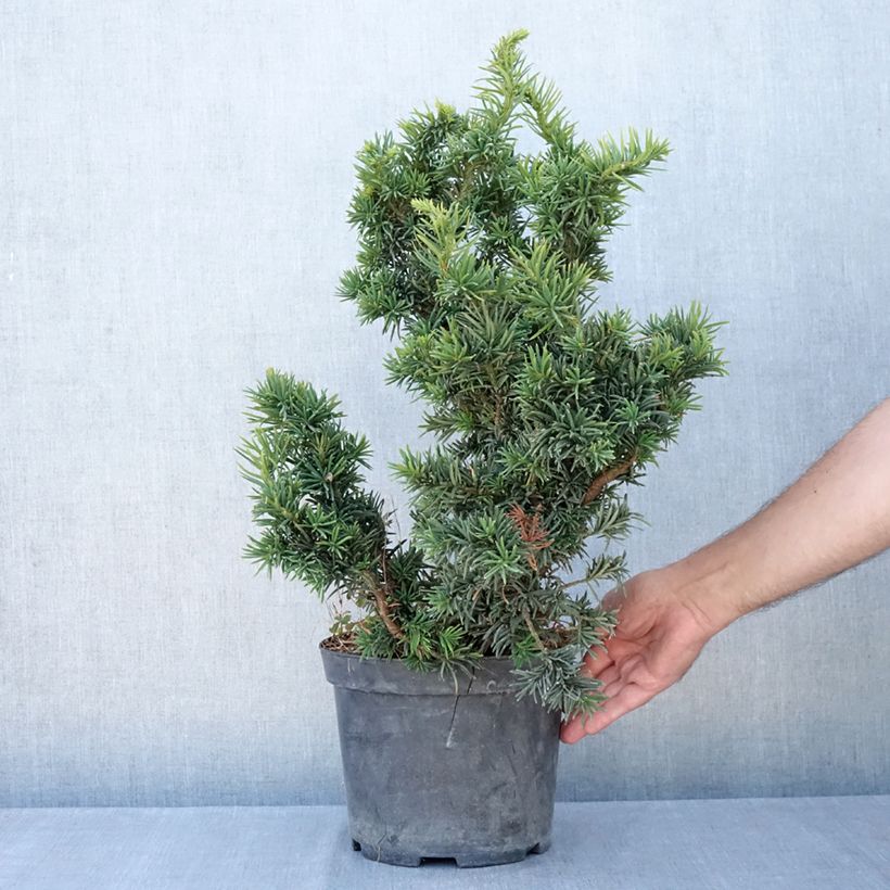Taxus baccata Cristata - Yew 4L/5L pot sample as delivered in summer