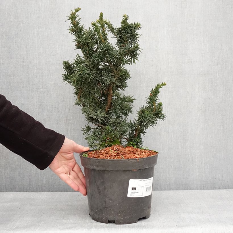 Taxus baccata Cristata - Yew 4L/5L pot sample as delivered in winter