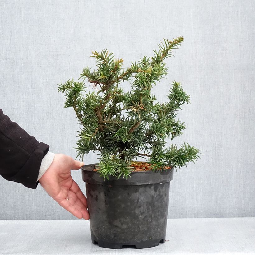 Taxus baccata Cristata - Yew 4L/5L pot sample as delivered in spring