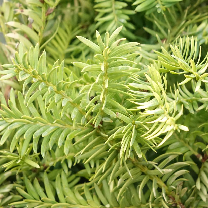 Taxus baccata Elegantissima - Yew (Foliage)