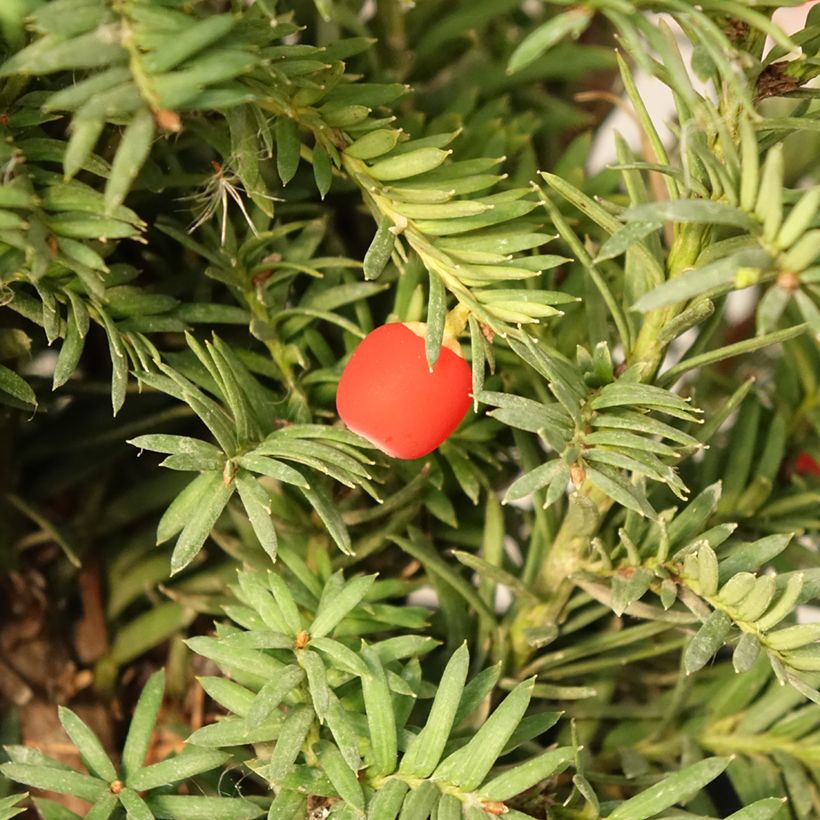 Taxus baccata Elegantissima - Yew (Harvest)