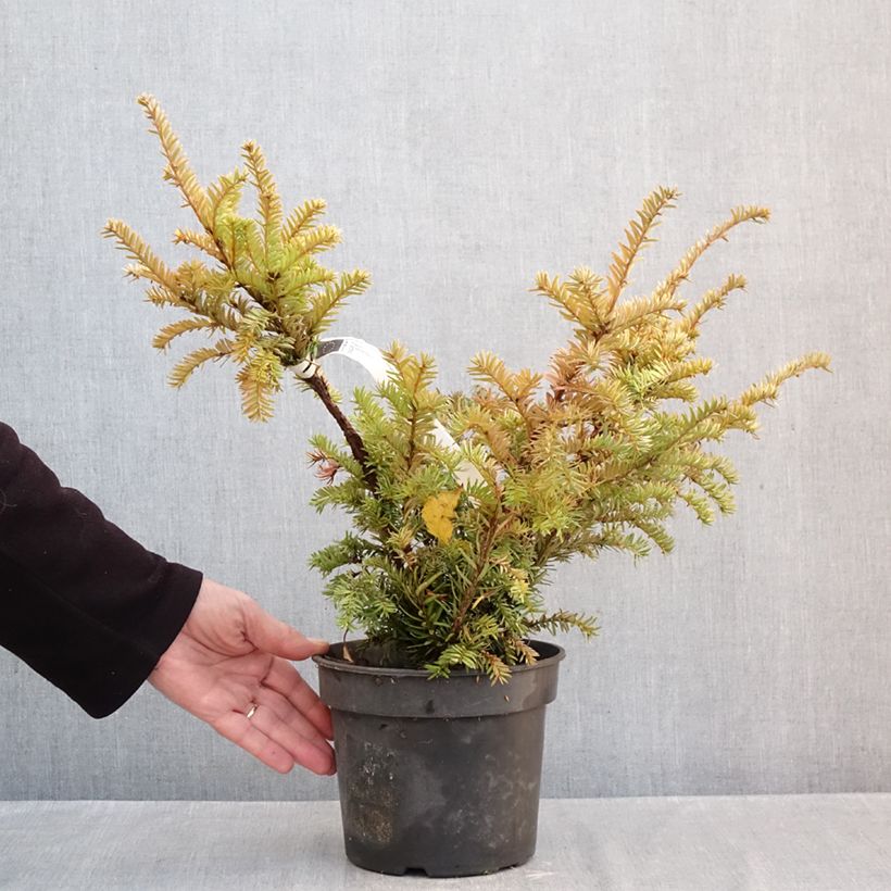 Taxus baccata Elegantissima - Yew 3L/4L pot sample as delivered in autumn
