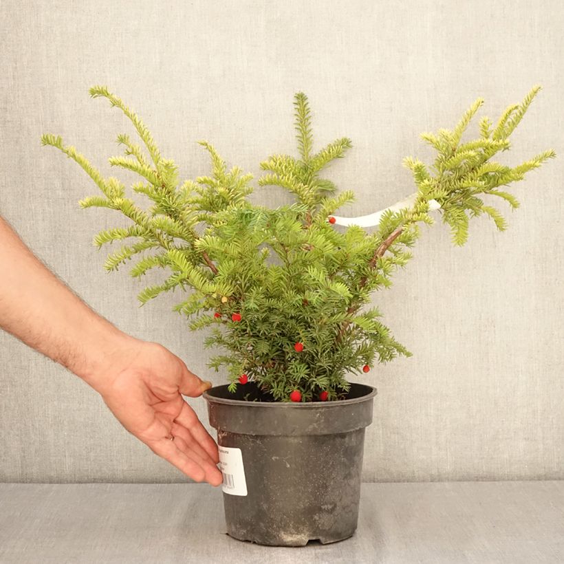 Taxus baccata Elegantissima - Yew 3L/4L pot sample as delivered in summer
