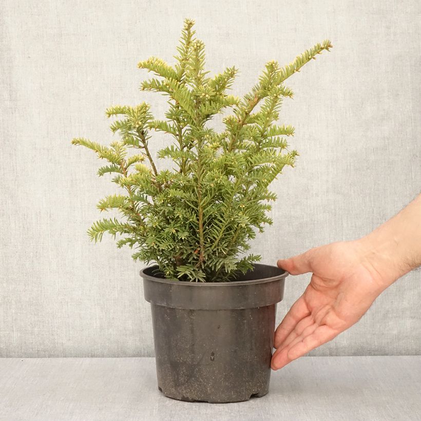Taxus baccata Elegantissima - Yew 3L/4L pot sample as delivered in spring
