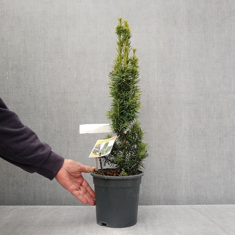Taxus baccata Fastigiata Aurea - Yew 2L/3L pot sample as delivered in autumn
