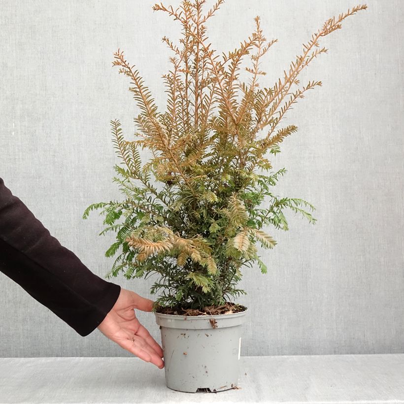 Taxus baccata - Yew 2L/3L pot sample as delivered in autumn