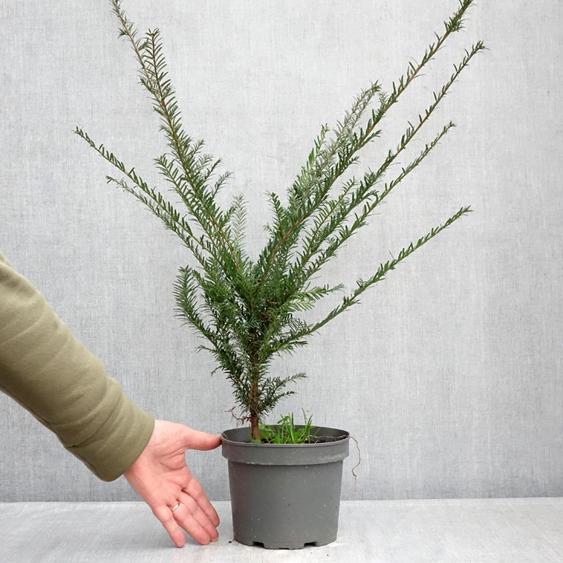 Taxus baccata - Yew 2L/3L pot sample as delivered in winter