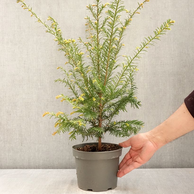 Taxus baccata - Yew 2L/3L pot sample as delivered in spring